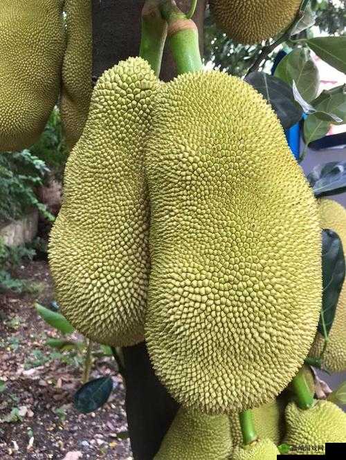 亚精产品一三三三菠萝蜜:美味水果新宠