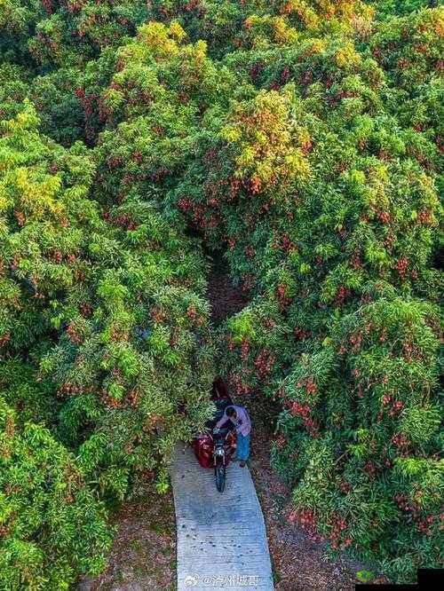 荔枝视频在线观看高清完整版：海量精彩视频等你看