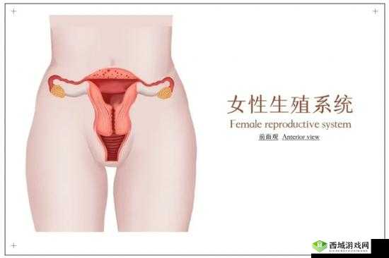 蜜桃皇后私密紧致:专业呵护女性私密健康的绝佳选择