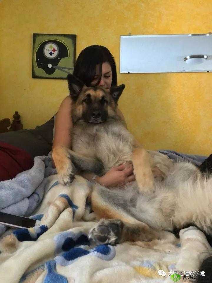 女人与拘高清ZOZ0:探索女性与犬类之间的情感世界