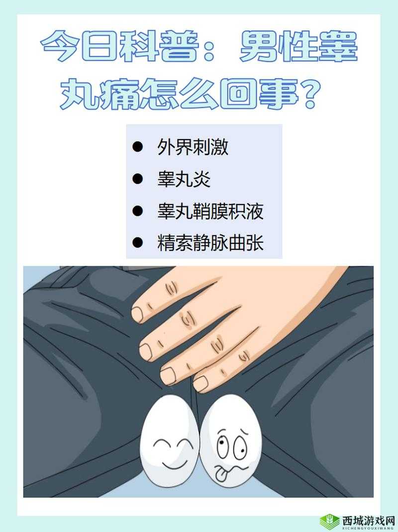 男生的小蛋蛋疼长什么样:这是一个值得深入探讨的问题