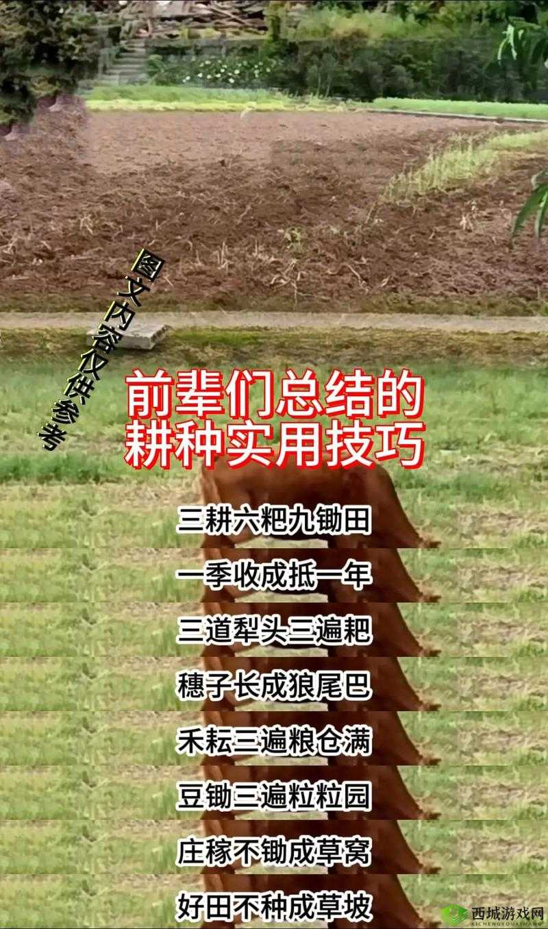 乱世王者农田分配秘籍，十田一统还是一田深耕？