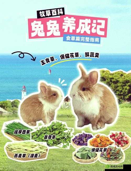 动物餐厅野餐的兔子,解锁条件与独特用途全解析